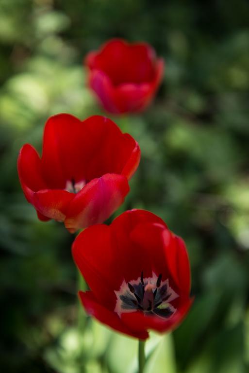Au Jardin Zuchwil